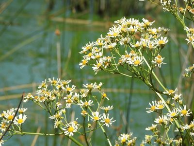 Senecio bonariensis, photographed by Leonel Roget