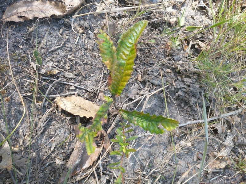 Quercus acutissima, photographed by Drew Meyer