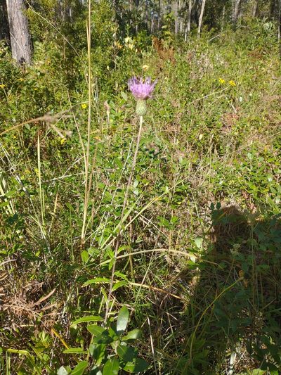 Cirsium virginianum, photographed by Drew Meyer