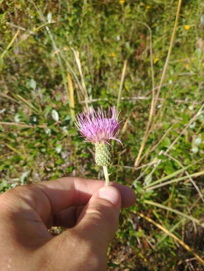 Cirsium virginianum, photographed by Drew Meyer