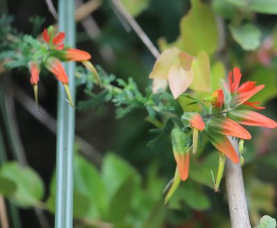 Castilleja fissifolia, photographed by Steven Bodzin