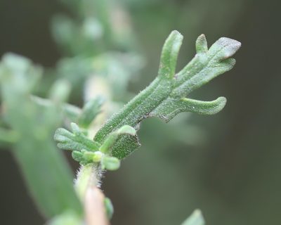 Castilleja fissifolia, photographed by Steven Bodzin