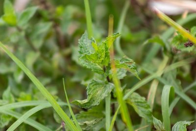 Mentha spicata, photographed by Ian Wolfe