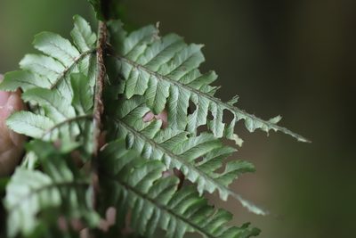 Dryopteris wallichiana, photographed by Steven Bodzin