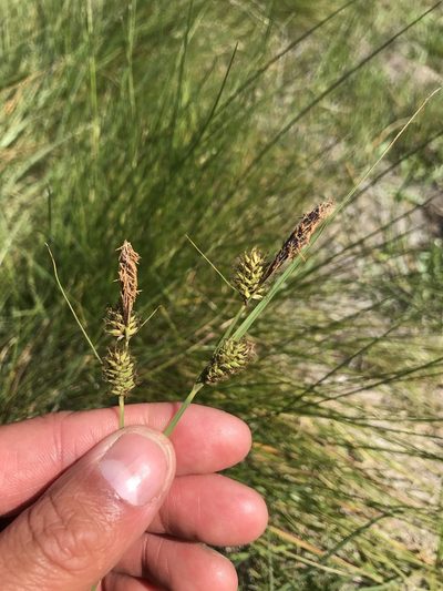 Carex serratodens, photographed by Marcus Tamura