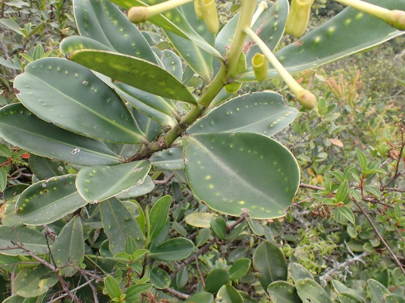 Schwartzia magnifica, photographed by Skjold Søndergaard