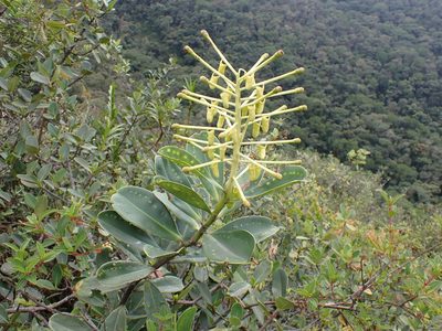 Schwartzia magnifica, photographed by Skjold Søndergaard