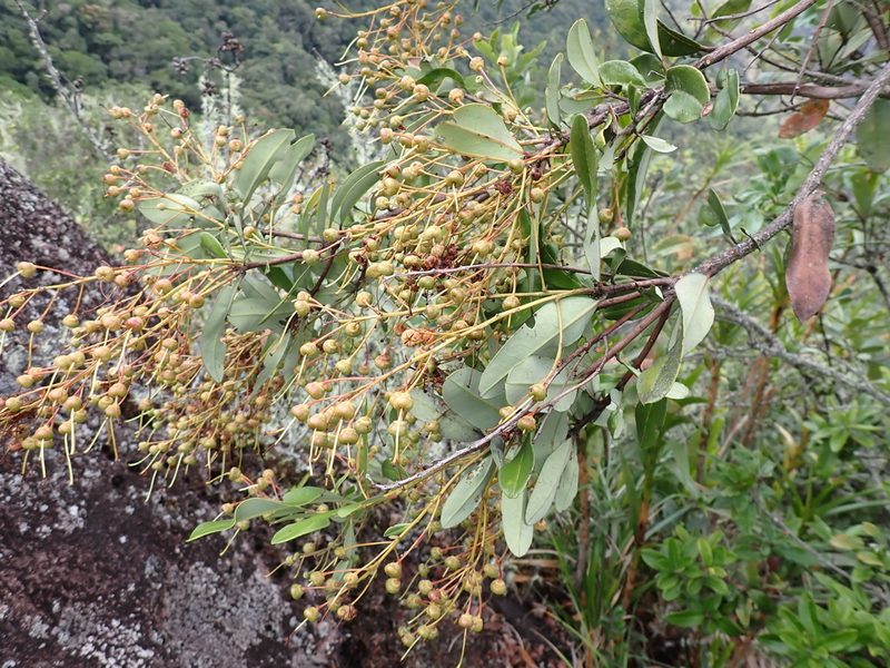Bejaria aestuans, photographed by Skjold Søndergaard