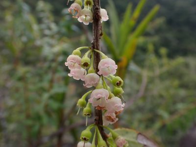 Diogenesia boliviana, photographed by Skjold Søndergaard