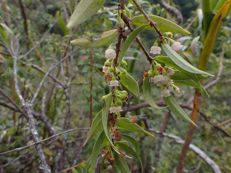 Diogenesia boliviana, photographed by Skjold Søndergaard