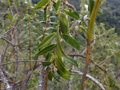 Diogenesia boliviana, photographed by Skjold Søndergaard