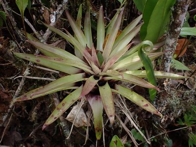 Tillandsia biflora, photographed by Skjold Søndergaard