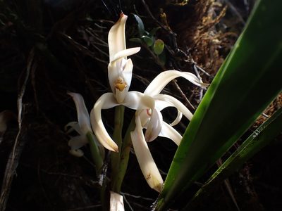 Maxillaria mungoschraderi, photographed by Skjold Søndergaard