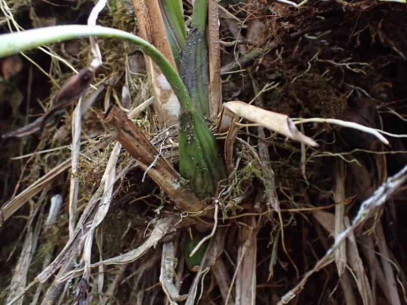 Maxillaria mungoschraderi, photographed by Skjold Søndergaard