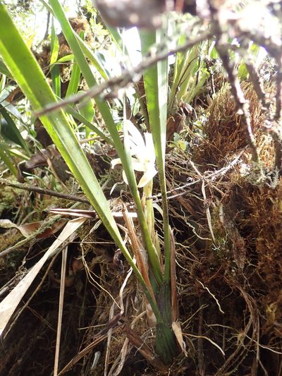 Maxillaria mungoschraderi, photographed by Skjold Søndergaard