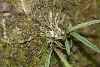 Sarcochilus ceciliae, photographed by Greg Tasney