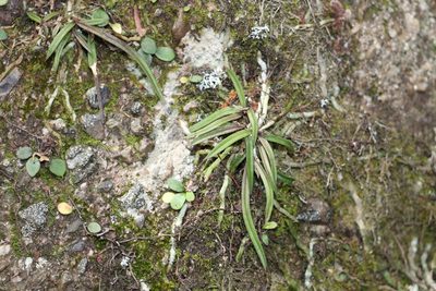 Sarcochilus ceciliae, photographed by Greg Tasney