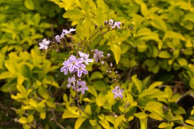 Duranta erecta, photographed by Lucas Lauretto