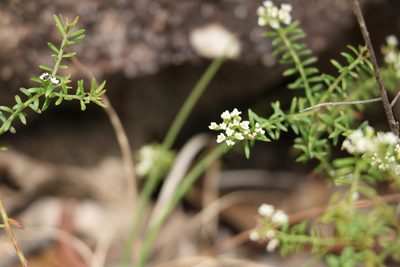 Platysace ericoides, photographed by Greg Tasney