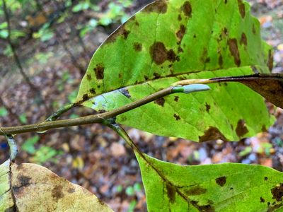 Magnolia acuminata, photographed by Carrie Seltzer