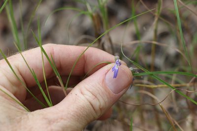 Lobelia gibbosa, photographed by Greg Tasney