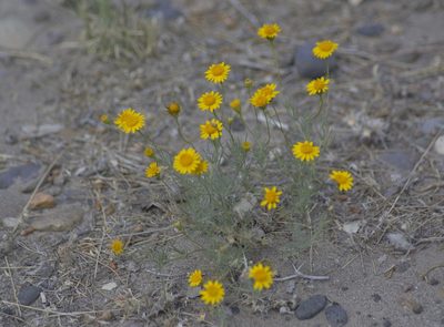 Thymophylla pentachaeta, photographed by veonatura