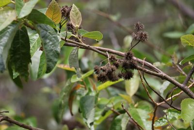 Commersonia bartramia, photographed by Greg Tasney