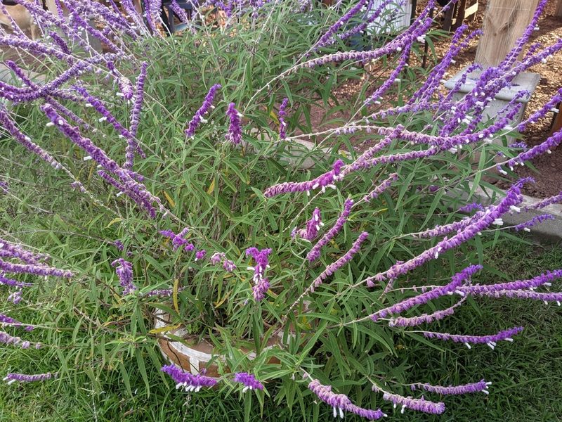 Salvia leucantha, photographed by JCorven