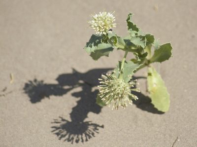 Calycera crassifolia, photographed by veonatura