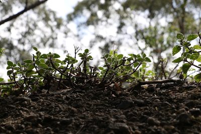 Coleus habrophyllus, photographed by Greg Tasney