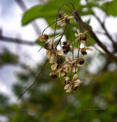 Myracrodruon urundeuva, photographed by Lucas Lauretto