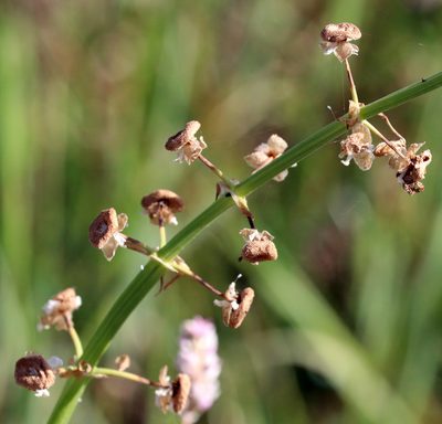 Sagittaria longiloba