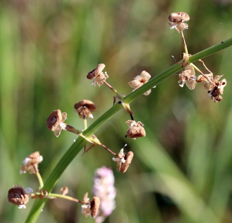 Sagittaria longiloba, photographed by Catherine C. Galley