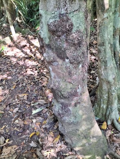 Syzygium cormiflorum, photographed by Matthew Borella