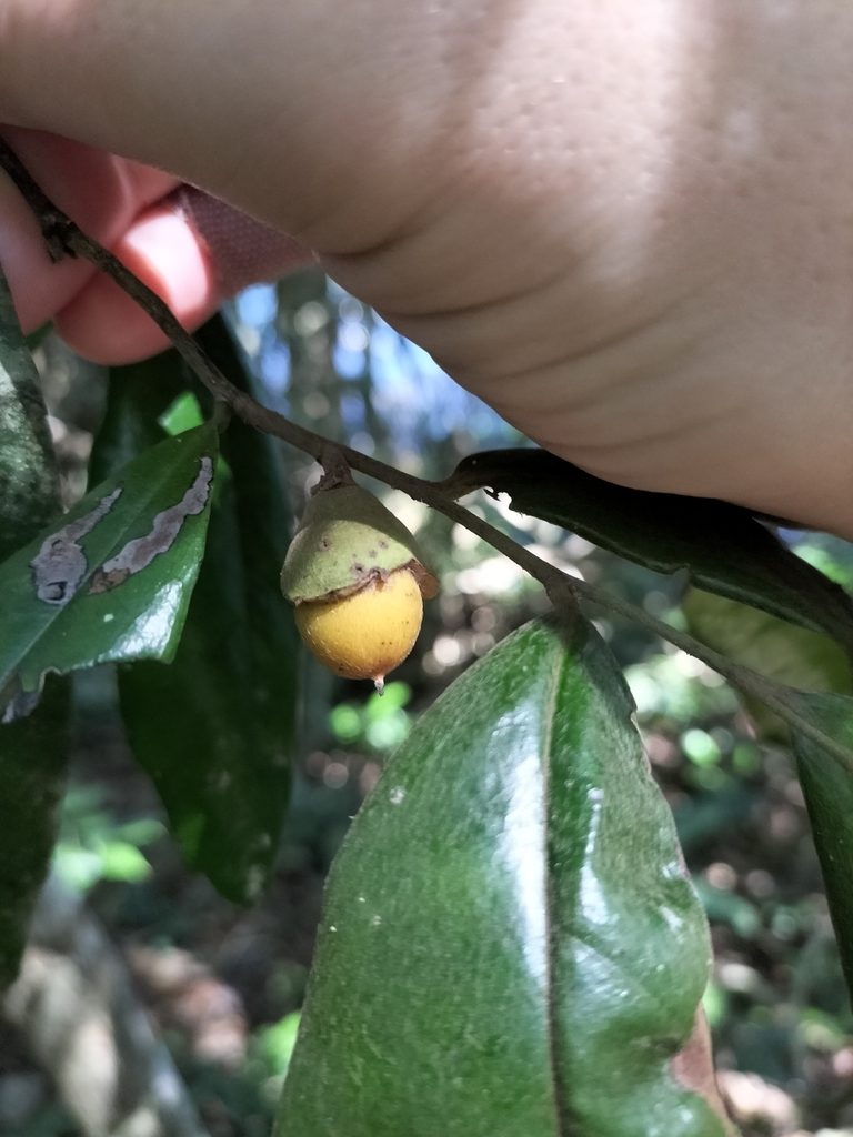 Diospyros laurina, photographed by Matthew Borella
