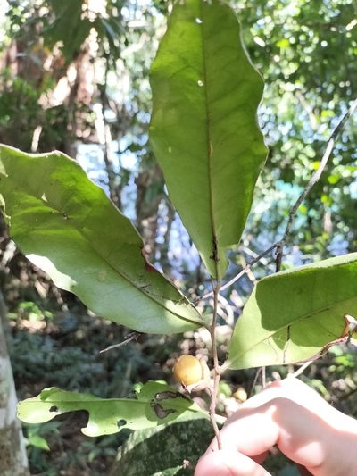 Diospyros laurina, photographed by Matthew Borella