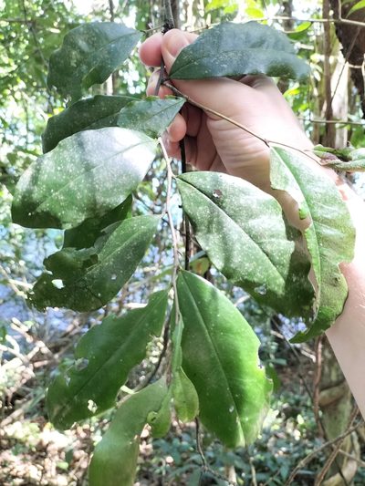 Diospyros laurina, photographed by Matthew Borella