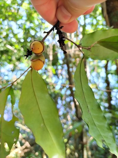 Diospyros laurina, photographed by Matthew Borella