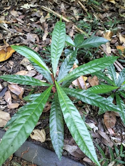 Elaeocarpus grandis, photographed by Matthew Borella