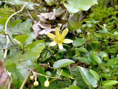 Clematis forsteri, photographed by Heidi Meudt