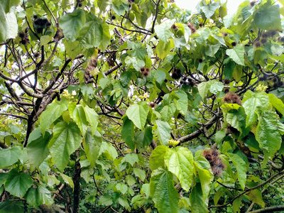Entelea arborescens, photographed by Heidi Meudt