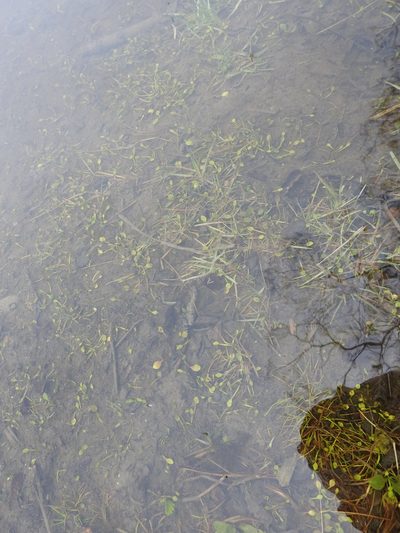 Ranunculus hydrophilus, photographed by María Regina Silva