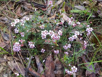 Euryomyrtus ramosissima, photographed by Lisa D.