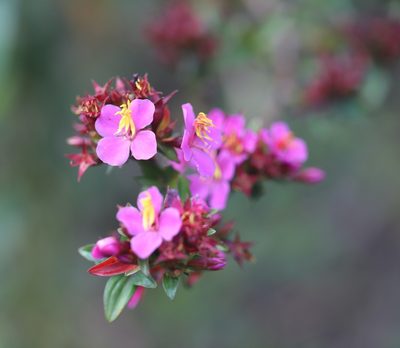 Monochaetum myrtoideum, photographed by Steven Bodzin