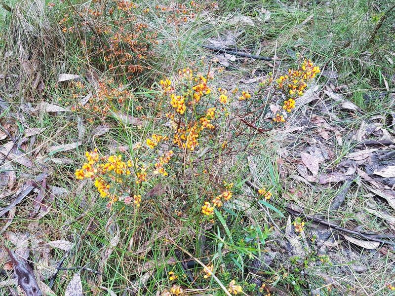 Pultenaea gunnii, photographed by Lisa D.