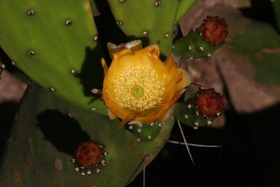 Opuntia bonaerensis, photographed by Germán Saigo