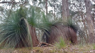 Xanthorrhoea australis, photographed by graeme lunt