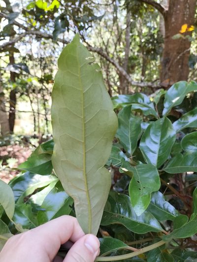 Cardwellia sublimis, photographed by Matthew Borella