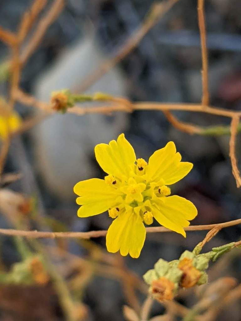 Deinandra pentactis, photographed by Trevor Van Loon