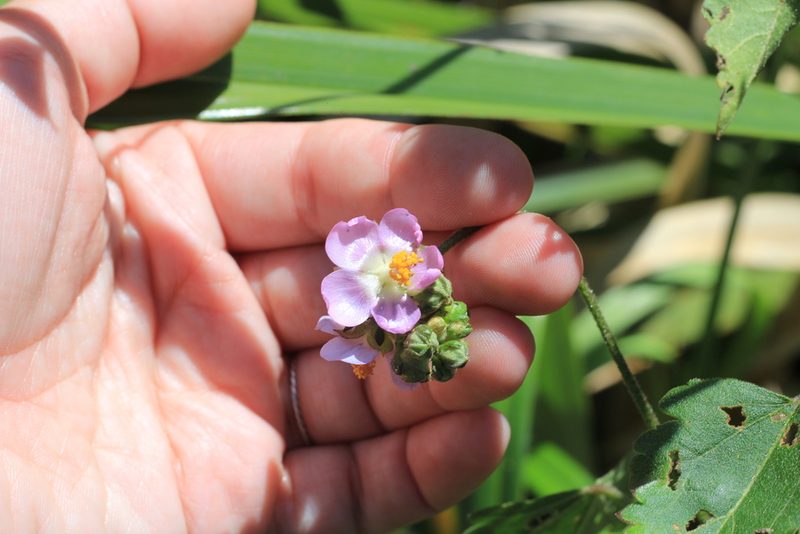 Monteiroa glomerata, photographed by Romi Galeota Lencina